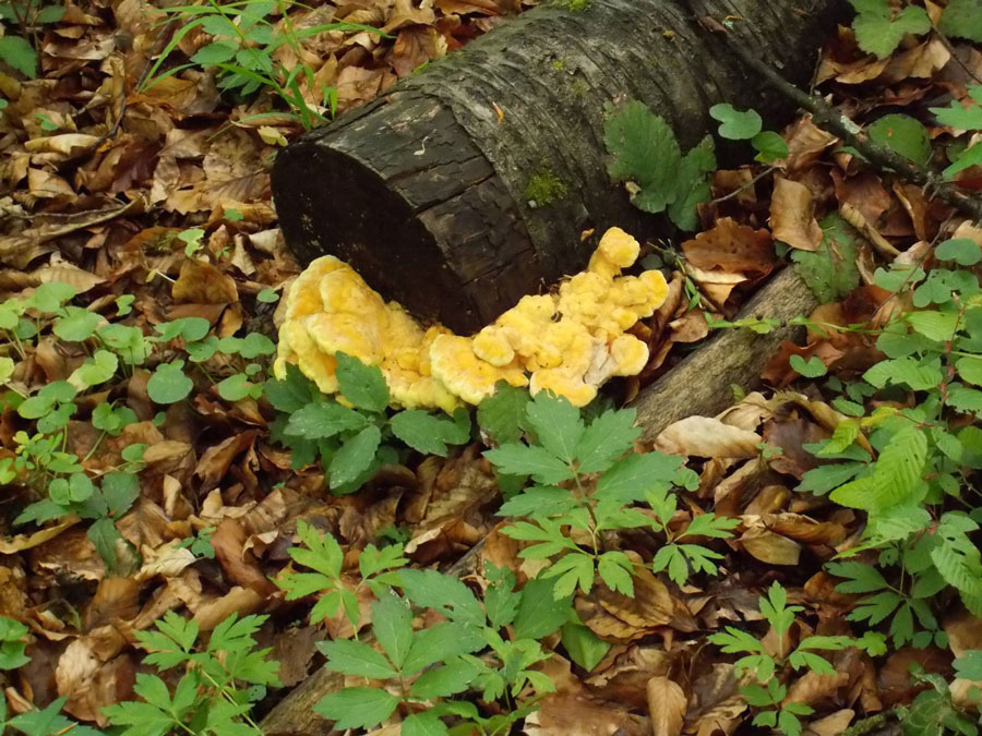 Chicken of the Woods